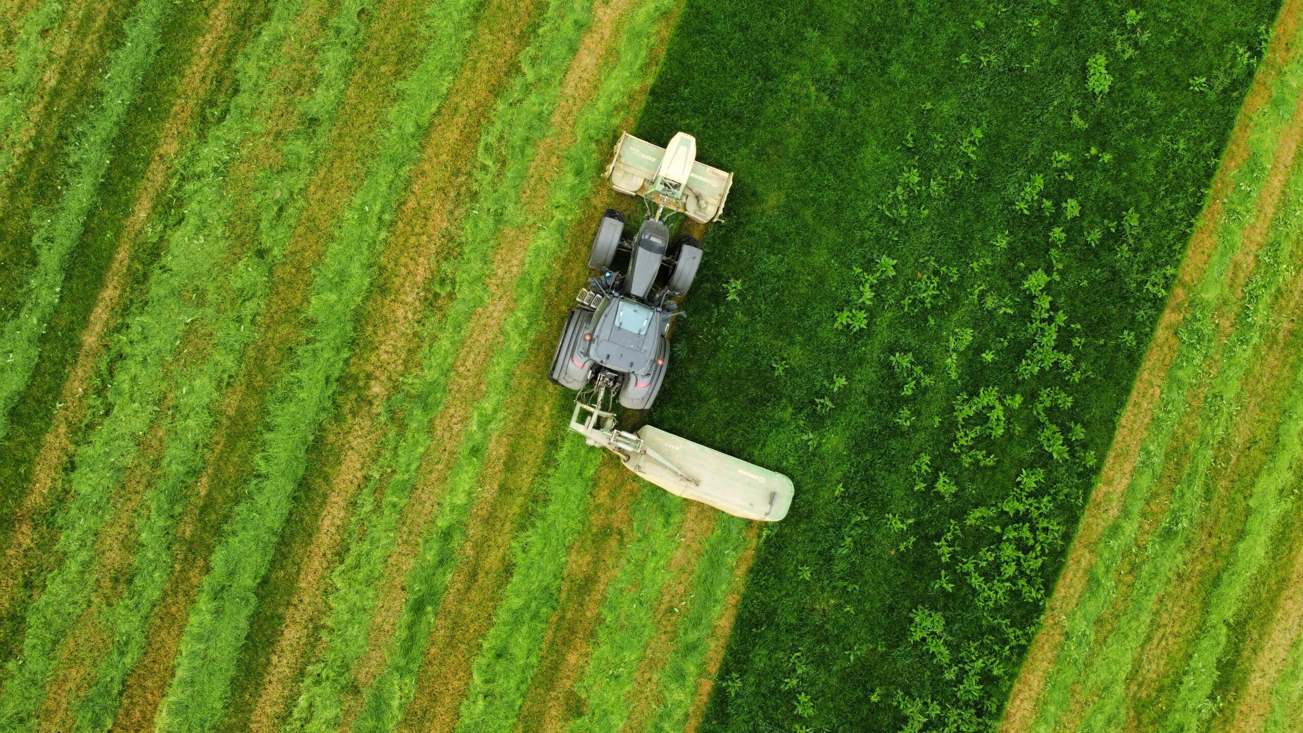 Aerial view of a tractor slashing a green paddock, leaving thick windrows of cut grass trailing behind
